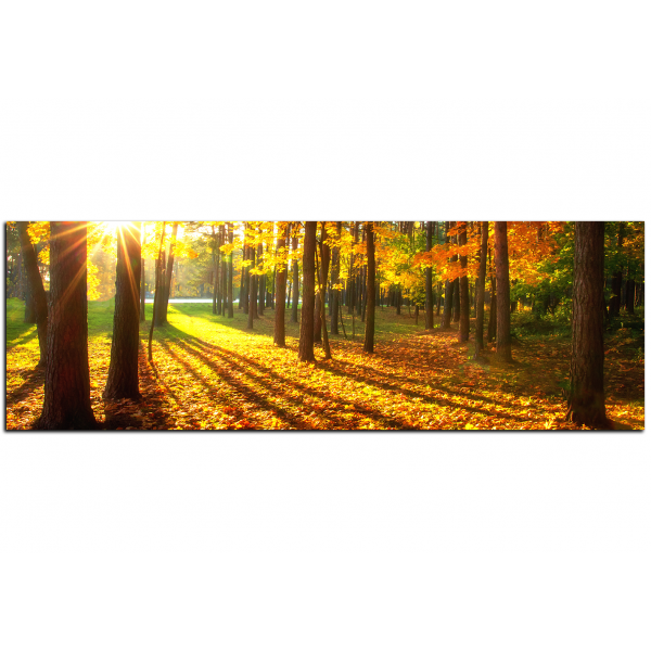 Obraz na plátně - Podzimní les - panoráma